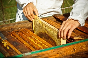 Worker bees on honeycomb, outdoor shot