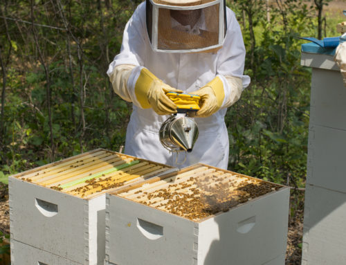 Bee Schools Are Abuzz