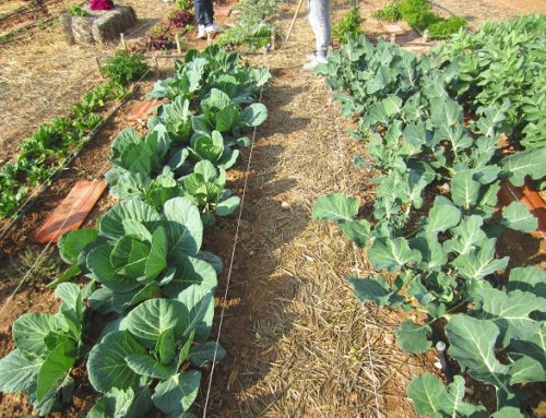 Grow Your Own Broccoli, Cabbage, Cauliflower