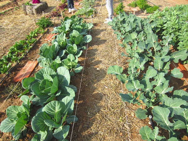 Grow Your Own Broccoli Cabbage Cauliflower Faithfoodhealth