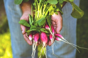 Radish in the hands of a farmer