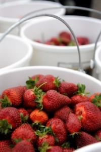 Strawberry buckets for web