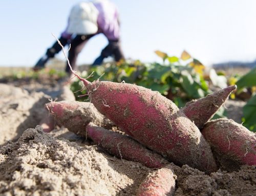 Pro Football Player Gives Away Pounds of Sweet Potatoes