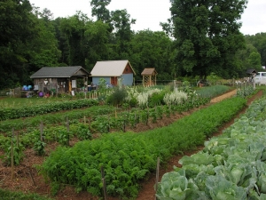 beautiful shot of garden