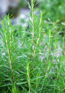 Rosemary plants that have been sheared into small Christmas trees are great gifts. Plant them outside and snip from the branches for culinary dishes. Rosemary is great with roasted veggies!
