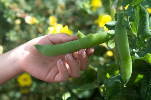 small hand picking green bean