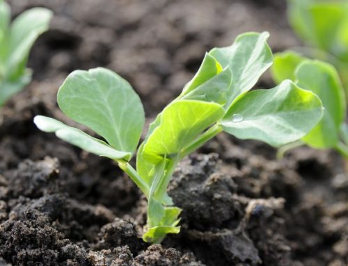 Plant Sugar Snaps, Other Green Peas in February