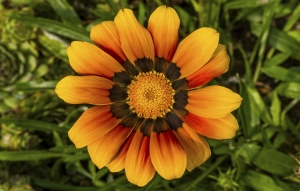 sunflower_183486729